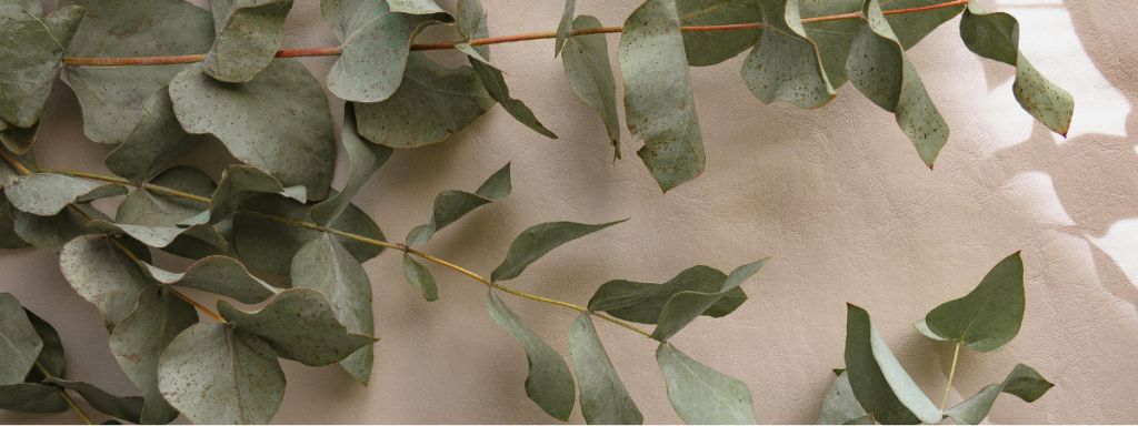 eukalyptus schmal